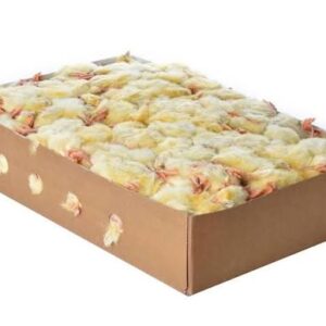 Tiefgefrorene Eintagsküken 10kg